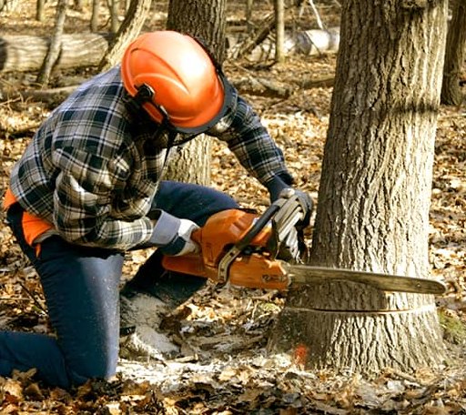 Tree Removal in Chalmette, LA
